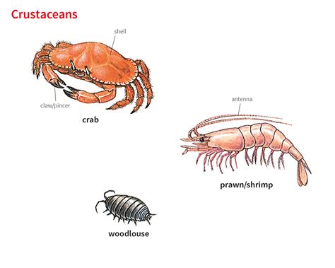 crabs urban dictionary|crab slang meaning.